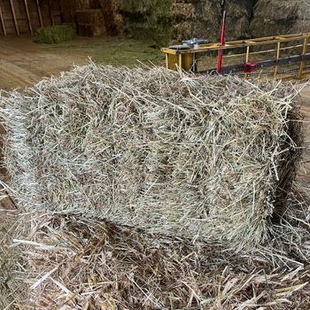 Timothy hay