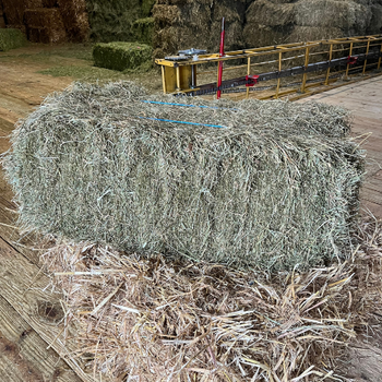 Grass