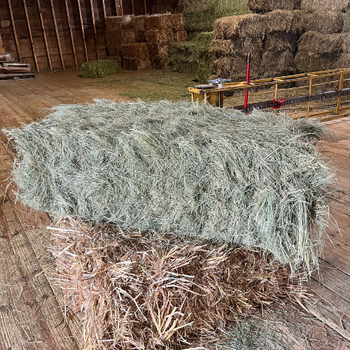 Teff Hay