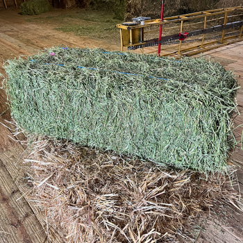 Alfalfa