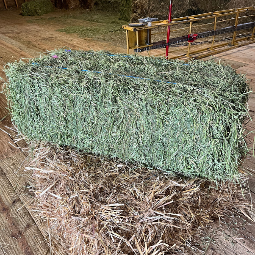 Alfalfa