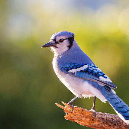 Wild Bird Feed & SuppliesA vibrant blue jay perches on a branch against a blurred green background. The bird's vivid blue and white feathers reflect sunlight, creating a serene, natural scene.