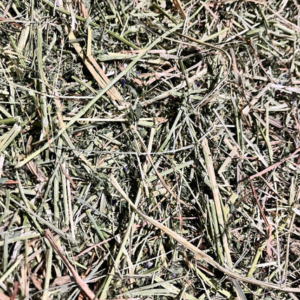 Hay & ShavingsClose-up image of dried hay scattered randomly. The hay is a mix of green and brown hues, with various lengths and thin textures. Natural and rustic tone.