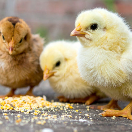 Poultry Feed & SuppliesThree fluffy chicks with yellow and brown feathers peck at scattered grains on the ground, conveying a sense of innocence and curiosity.